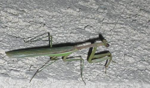 Deadly Mantis Outside Our Home